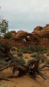 Cool gnarled wood in foreground and Double Arch in background